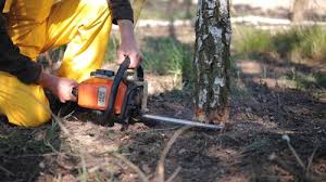 Best Tree Trimming and Pruning  in Towaco, NJ