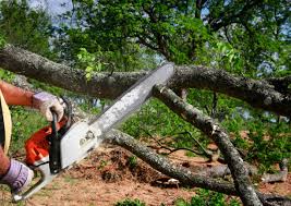 Best Tree Removal  in Towaco, NJ