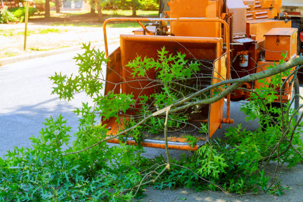Best Tree Removal  in Towaco, NJ