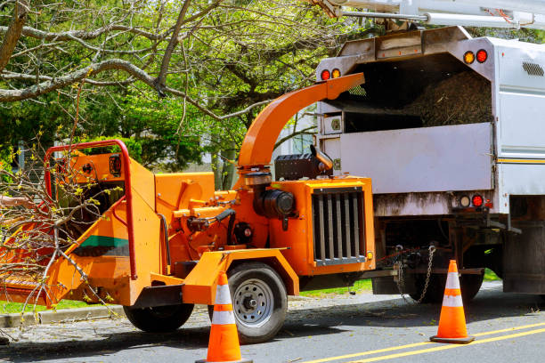 Best Root Management and Removal  in Towaco, NJ