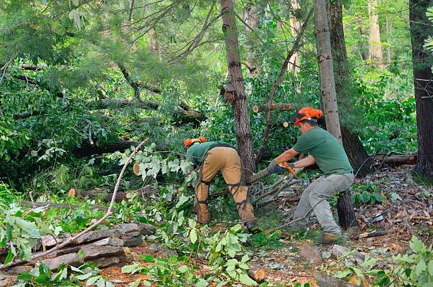 Seasonal Cleanup (Spring/Fall) in Towaco, NJ