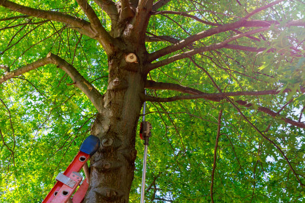 Best Utility Line Clearance  in Towaco, NJ
